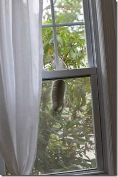 2013-10-31 11.45.56-2048