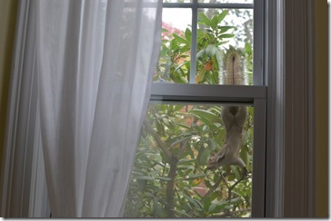 2013-10-31 11.46.27-2048