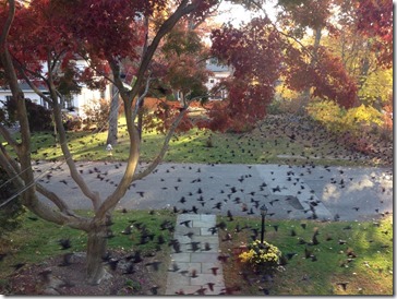 2013-11-10 08.09.57-2048