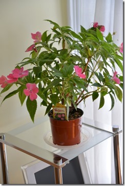 2014-05-05 11.23.23-2048