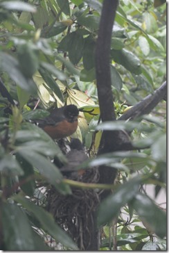 2014-05-15 10.59.41-2048