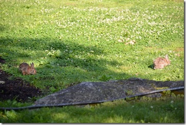 2014-06-04 07.45.30-2048