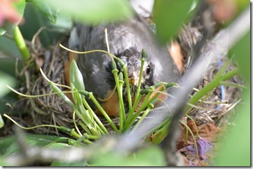 2014-06-08 16.15.51-2048