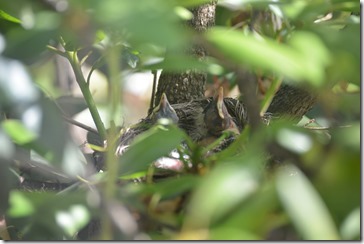 2014-06-15 15.41.01-2048