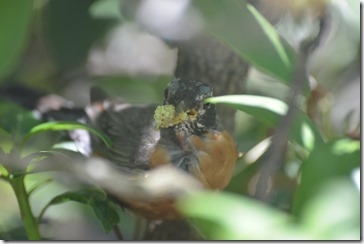 2014-06-16 12.27.51-2048