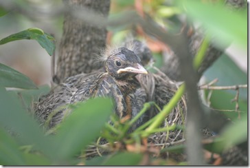 2014-06-17 08.29.31-2048