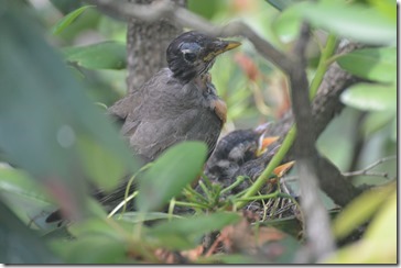 2014-06-18 09.49.11-2048