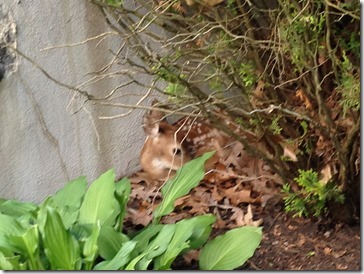 baby deer