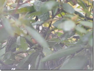 Robin 0421