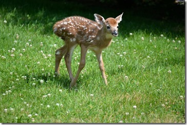 Deer 3