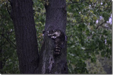 DSC_7113-2048
