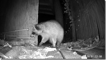 Raccoon