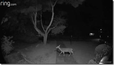 deer
