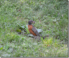 Robin
