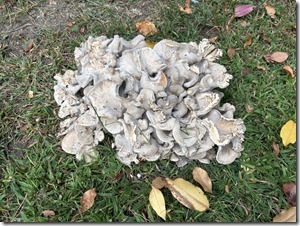 20250924_134127692_iOS