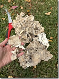 20250924_135512047_iOS