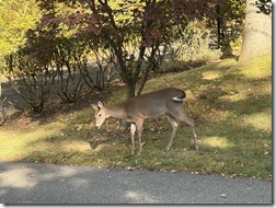 20251010_195114081_iOS