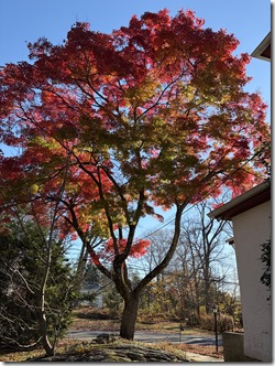 20251118_145545295_iOS