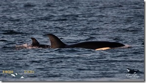 Eagle Wing Whale _ Wildlife Watching Tours - 2026-08-09-18-00-00-000-hcczd